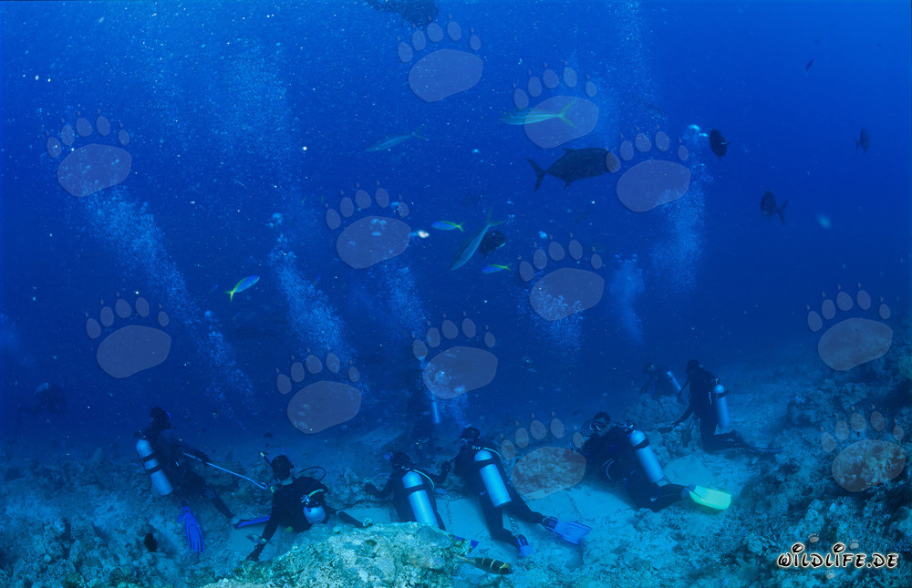 Observación emocionante de la actividad de tiburones en el arrecife de tiburones