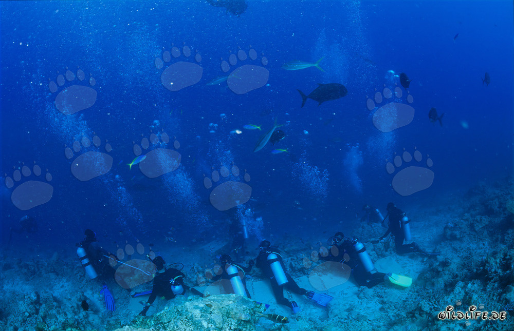 Divers eagerly observe shark activity at Shark Reef