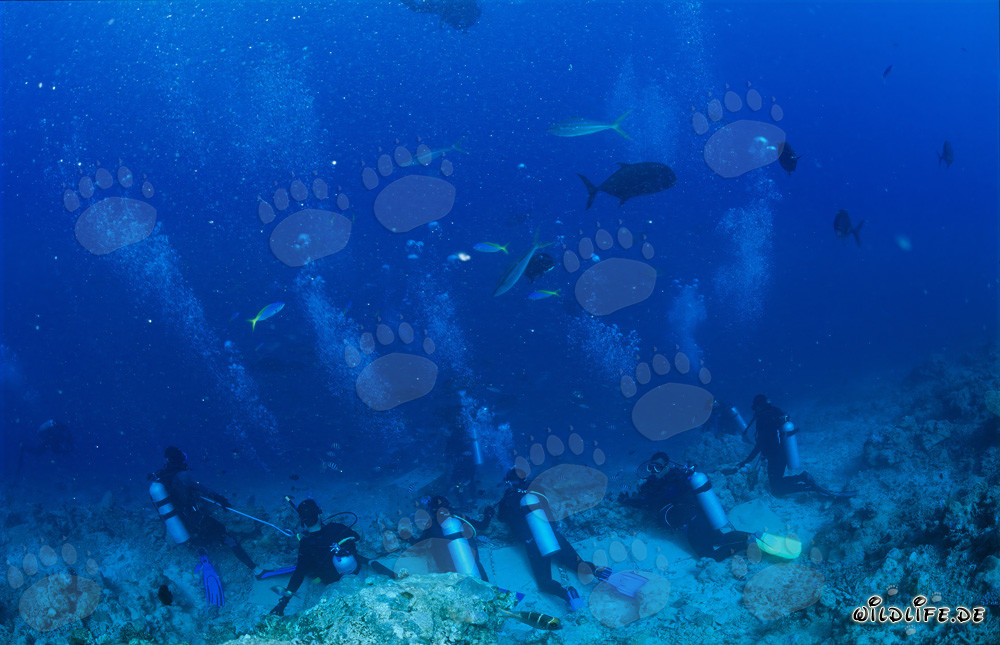 Observation passionnante des activités des requins sur le récif de Shark