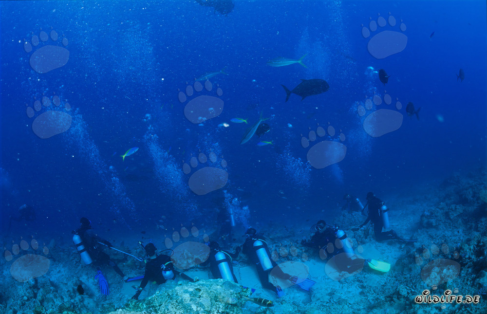 Subacquei osservano con attenzione l'attività degli squali al Shark Reef