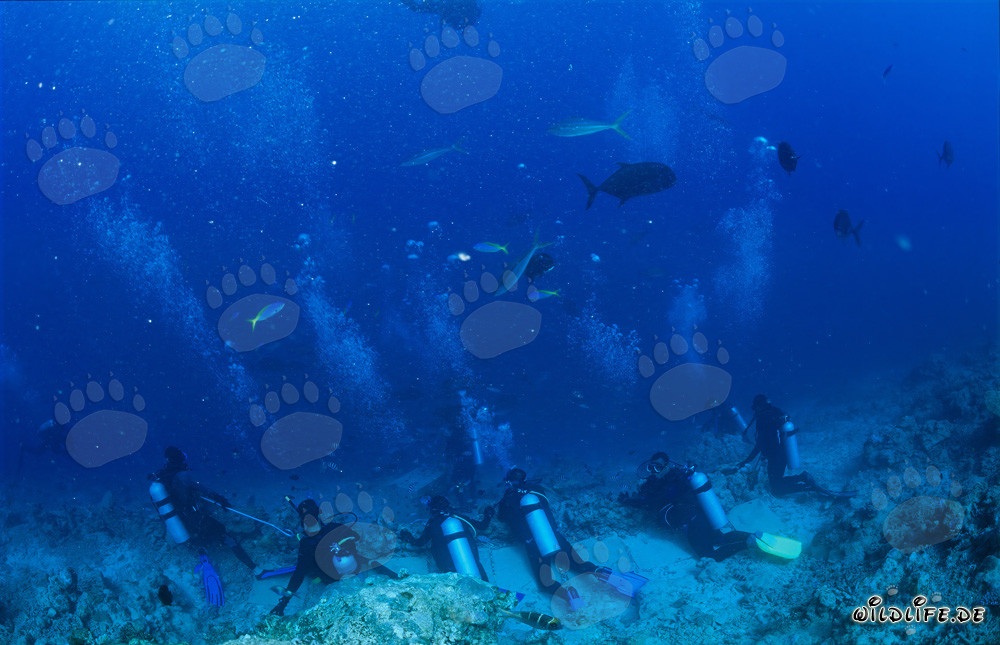 Taucher beobachten gespannt die Haiaktivität am Shark Reef