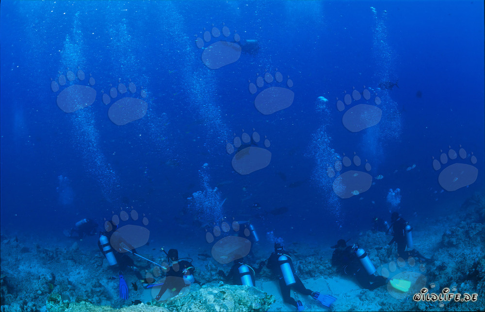 Fascinante mundo submarino: buceadores observan majestuosos tiburones
