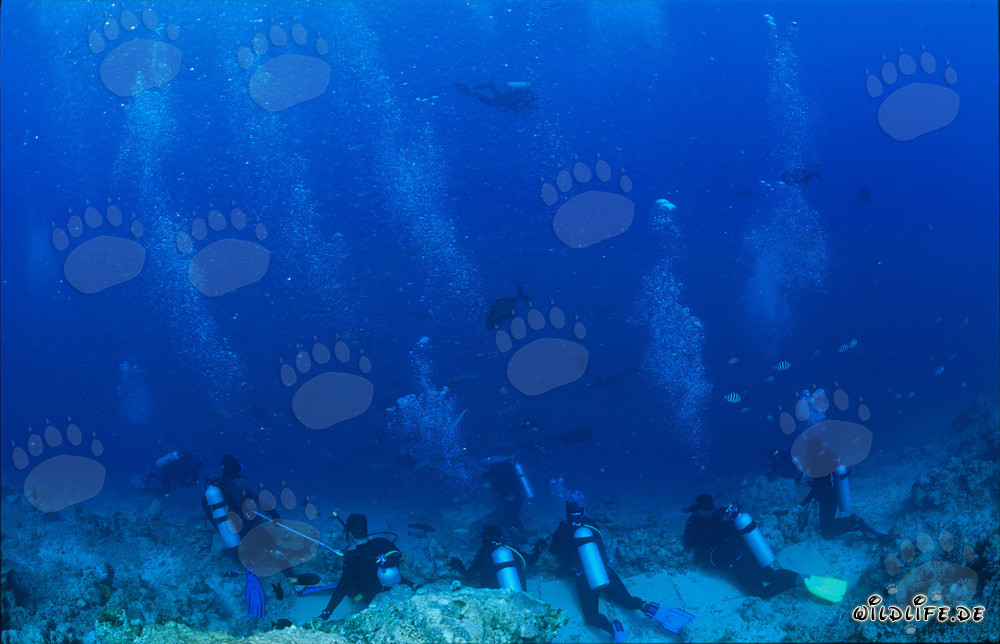 Fascinating Underwater World: Divers Observing Majestic Sharks