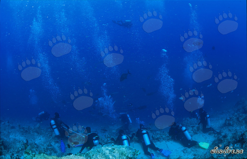 Monde sous-marin fascinant : plongeurs observent des requins majestueux