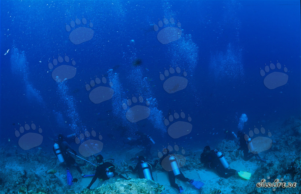 Buzos esperan con ansias la aparición majestuosa de tiburones en el Shark Reef