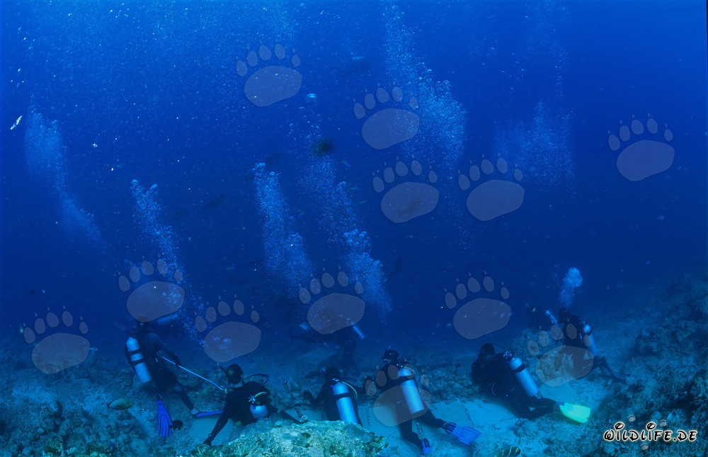 Divers eagerly await the appearance of majestic sharks at Shark Reef
