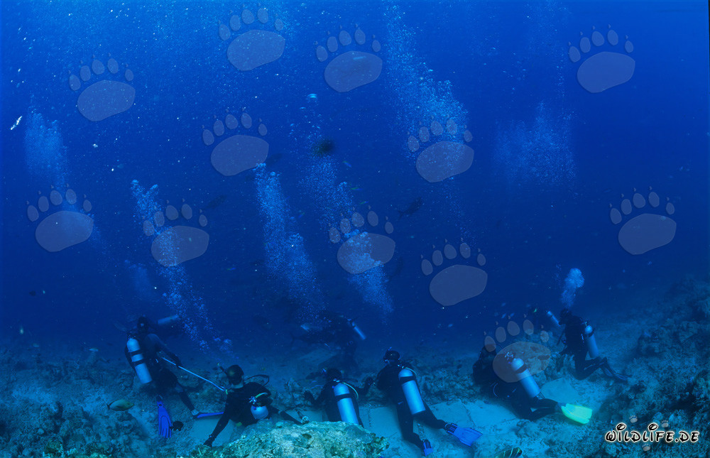 Plongeurs en attente de l'apparition majestueuse des requins au Shark Reef