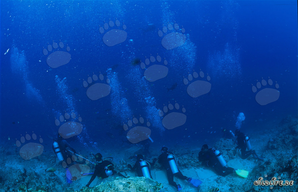 Subacquei in attesa dell'apparizione maestosa degli squali allo Shark Reef