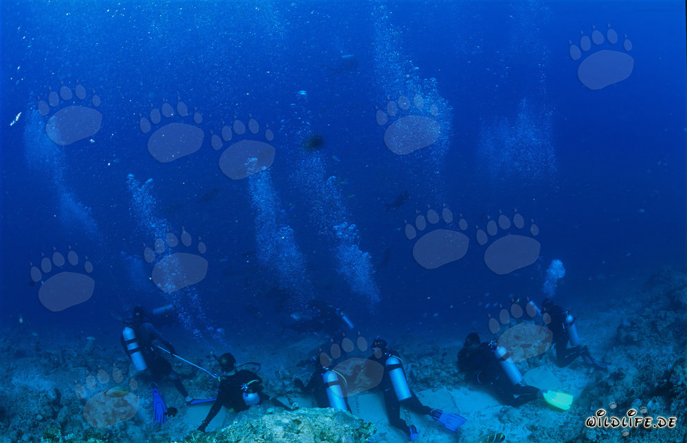 Taucher warten gespannt auf das Erscheinen majestätischer Haie am Shark Reef