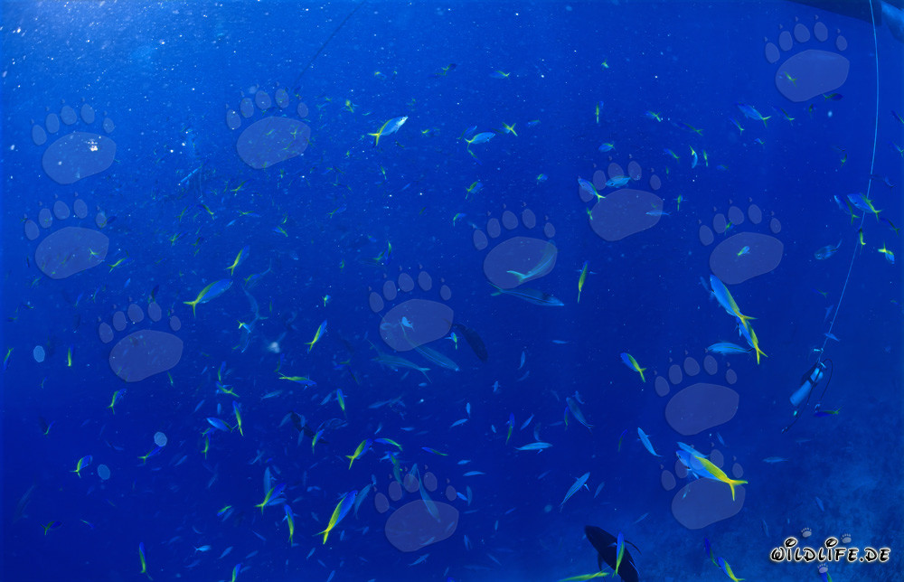 Faszinierende Unterwasserwelt: Blaugoldene Fuesiliere und Taucher umgeben von Korallenfischen