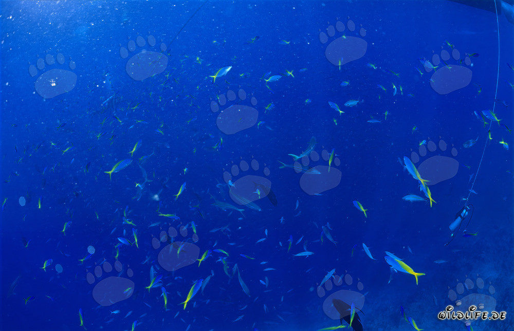 Mundo submarino fascinante: Fusileros azul y oro y buceadores rodeados de peces de coral