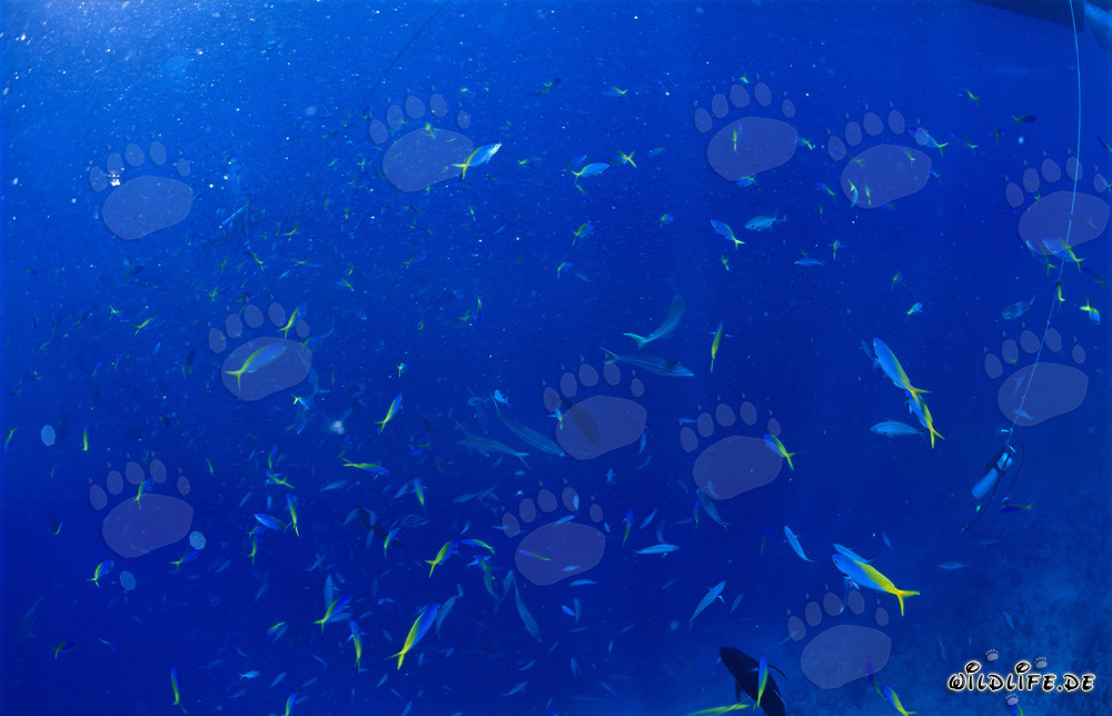 Monde sous-marin fascinant : Fusiliers bleu et or et plongeurs entourés de poissons coralliens