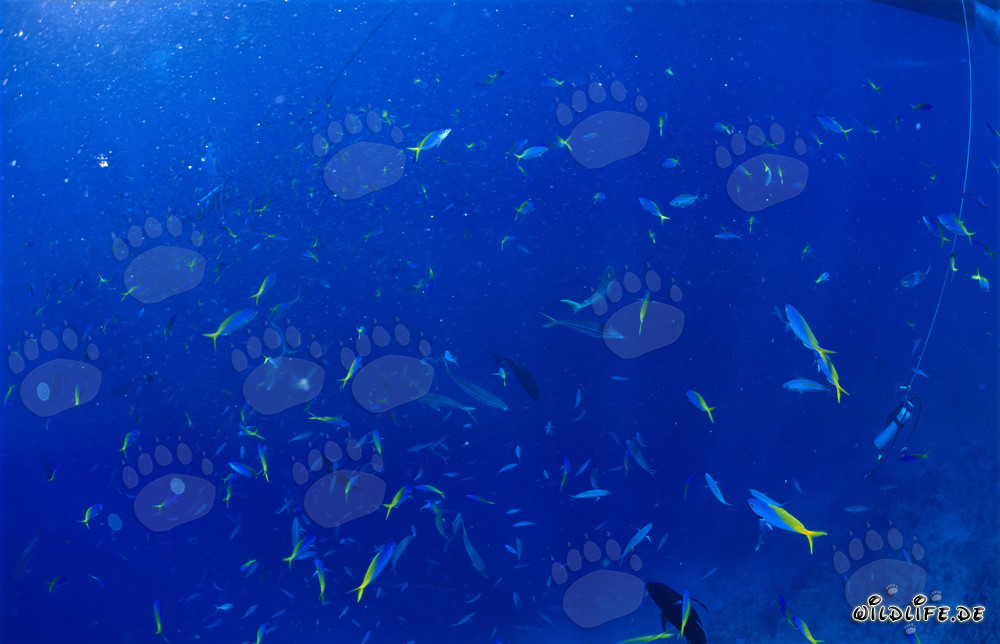 Fascinating Underwater World: Yellow and Blueback Fusiliers with Divers and Other Coral Fish