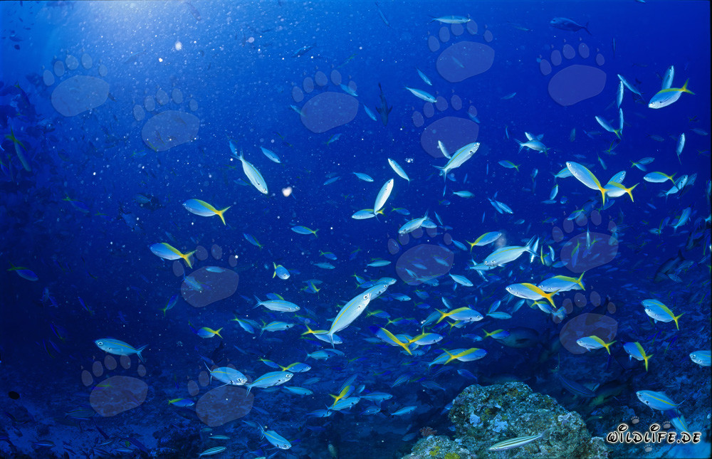Fusileros azules y dorados y otros peces de coral