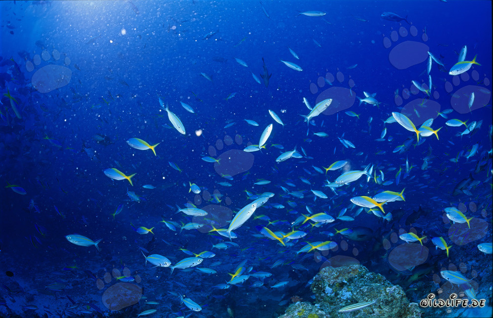 Fusiliers bleu et or et autres poissons coralliens