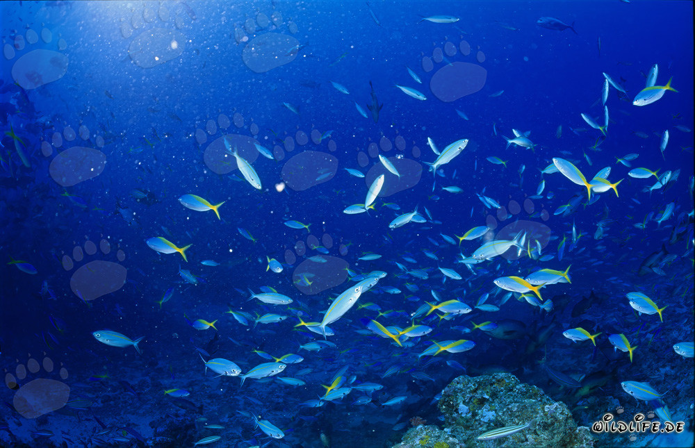 Fusilieri blu e oro e altri pesci corallini
