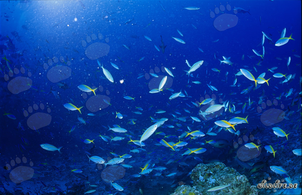 Yellow and Blueback Fusilier (Caesio teres)