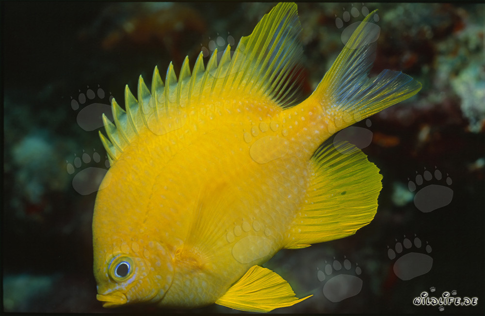 Pesce scoiattolo dorato luminoso nel laguna di Beqa, Figi