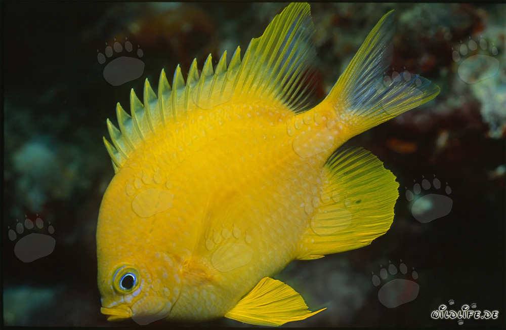 Pez ardilla dorado brillante en el lago Beqa, Fiji