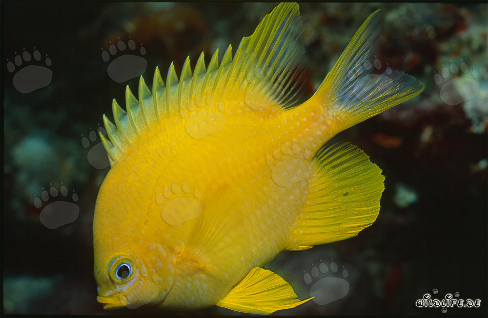 Poisson-écureuil doré brillant dans le lagon de Beqa, Fidji