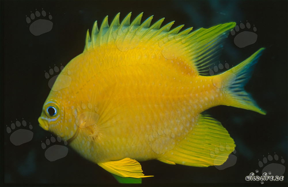 Magnificent Golden Damsel in the Beqa Lagoon on the Fiji Islands