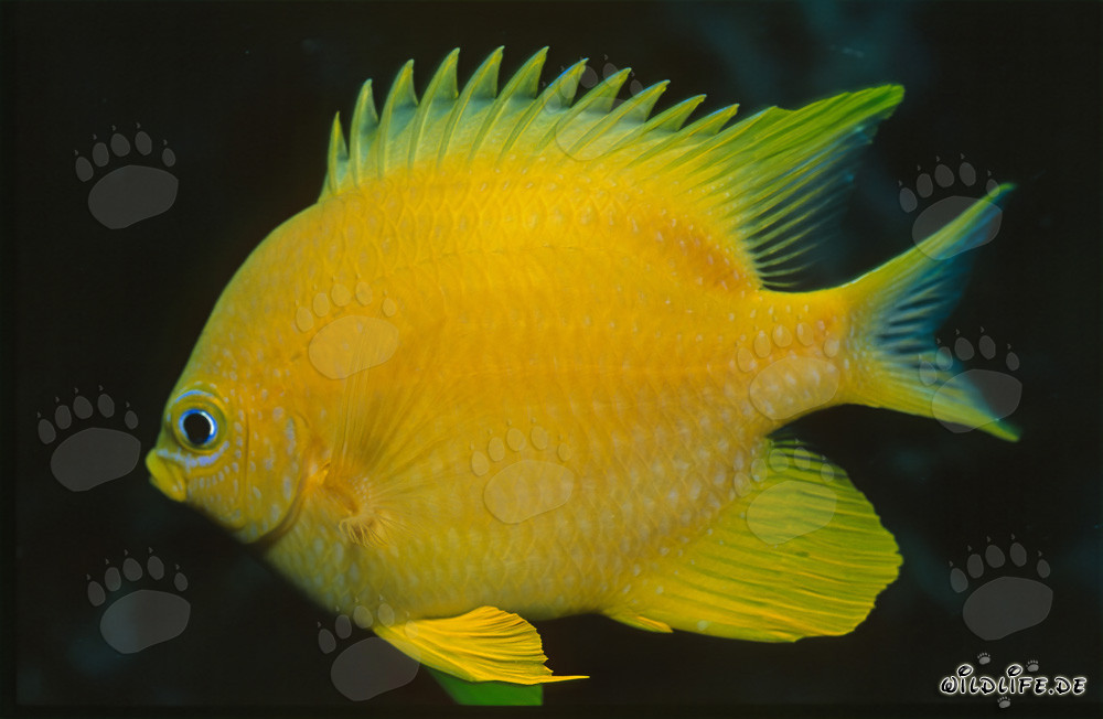 Magnifico pesce angelo dorato nella laguna di Beqa alle isole Figi