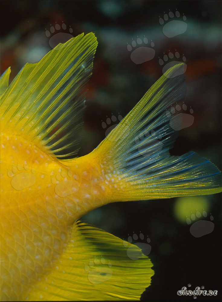 Close-up of the fin detail of a Golden Damsel fish
