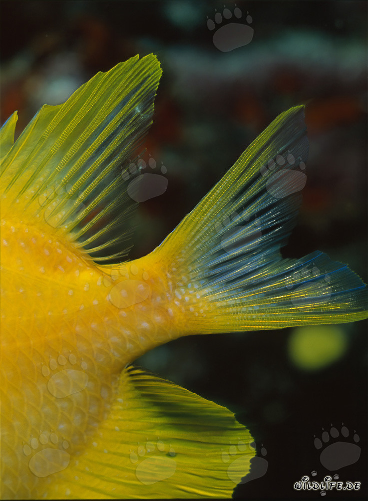 Dettaglio della pinna di un pesce angelo dorato