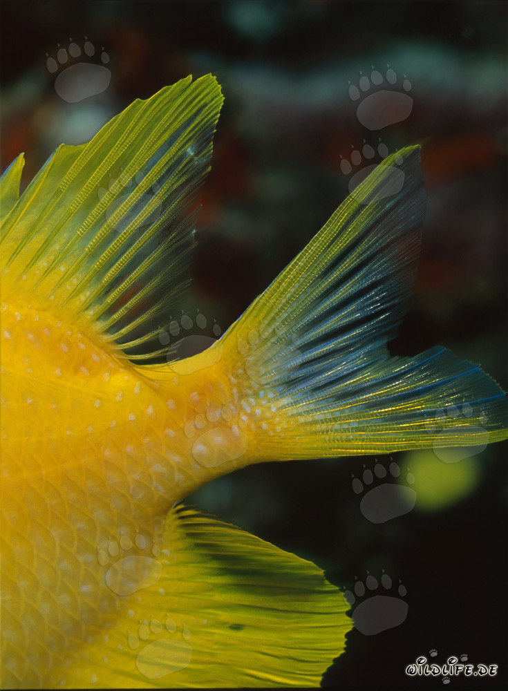 Toma detallada de la aleta de un pez ángel dorado