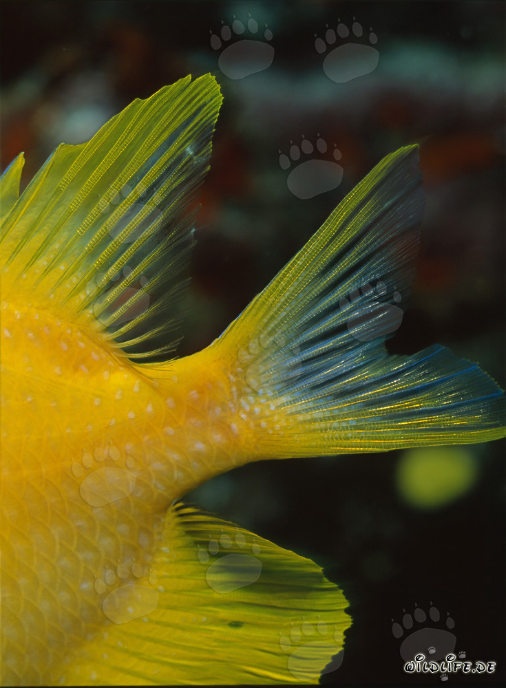 Vue détaillée de la nageoire d'un poisson-perroquet doré
