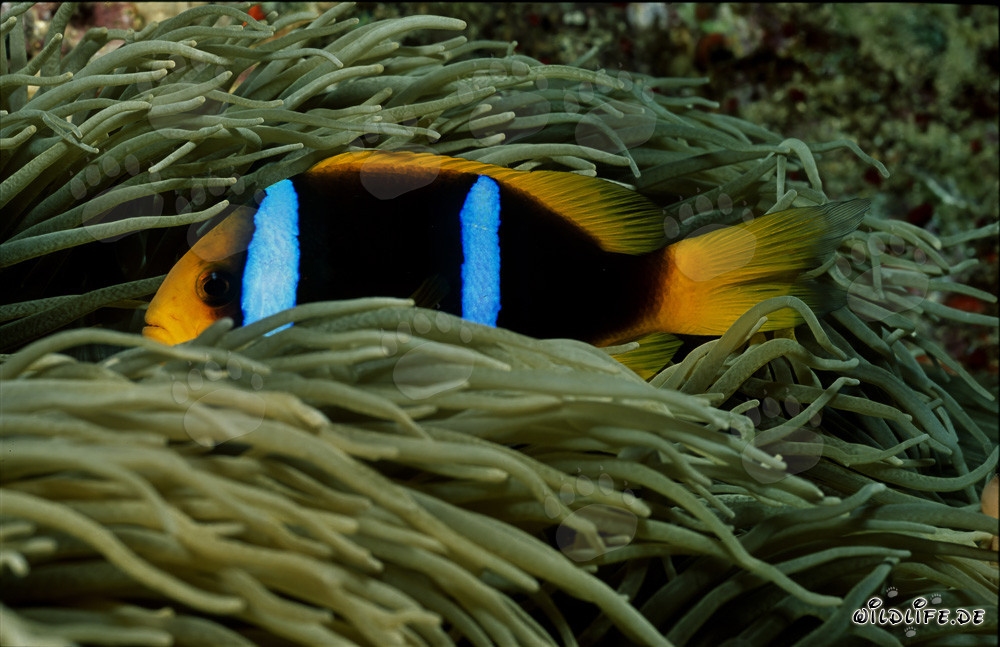 Fascinante pez payaso del Mar Rojo en su colorida anémona