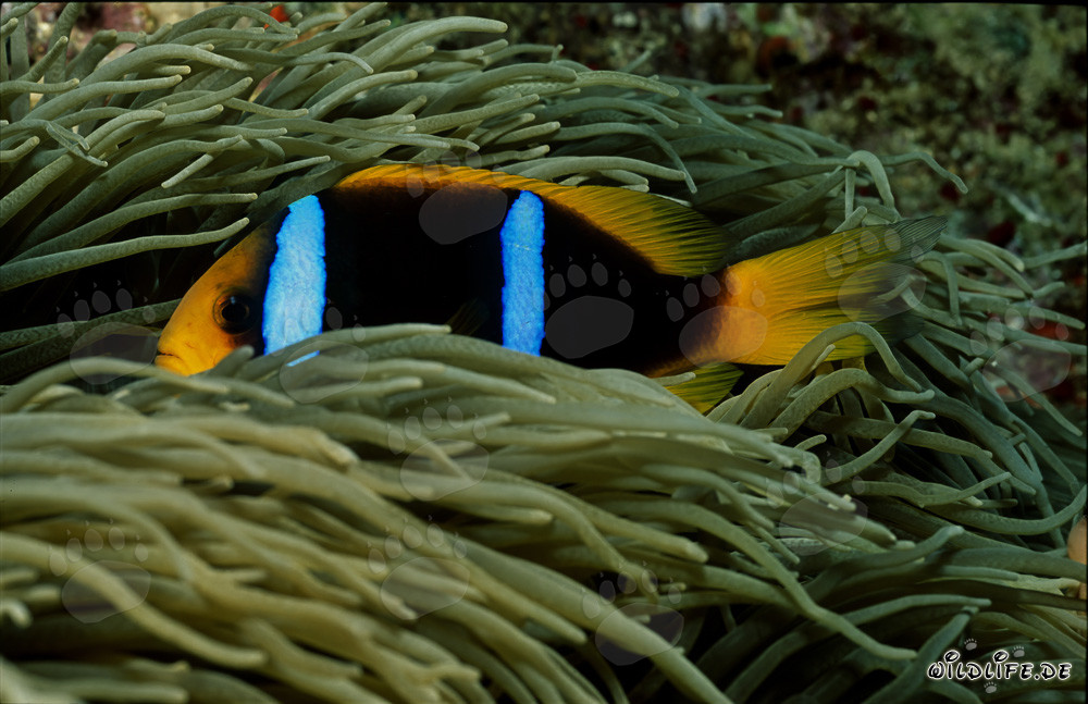 Poisson-clown de la mer Rouge fascinant dans son anémone colorée