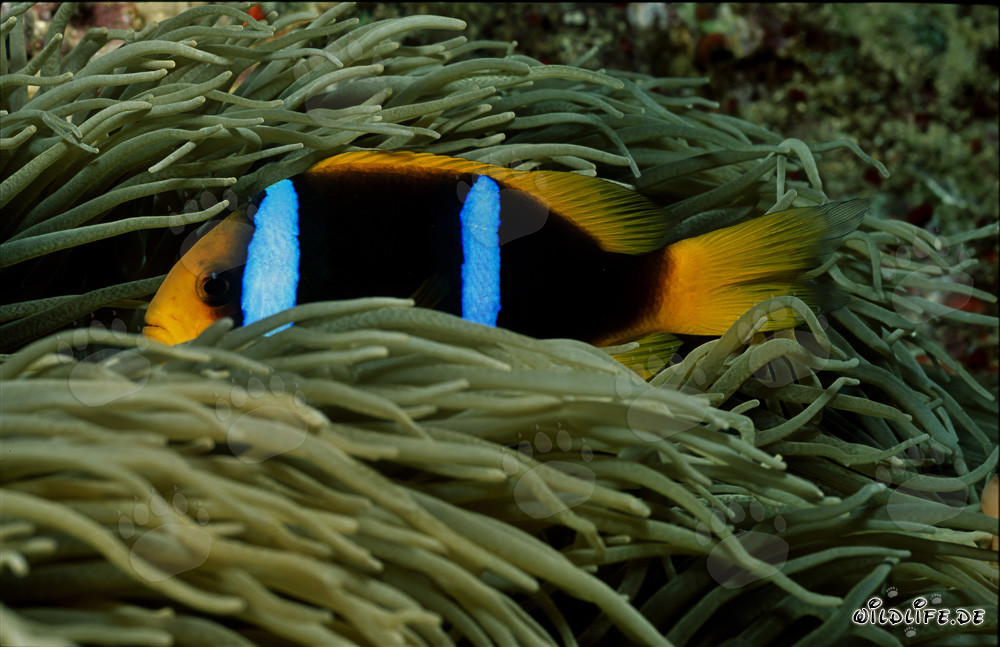 Fascinating Red Sea Anemonefish in its colorful anemone