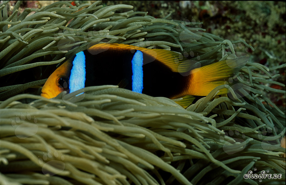 Rotmeer-Anemonenfisch