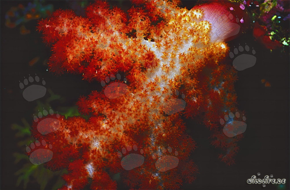 Fascinating soft coral in clear ocean water