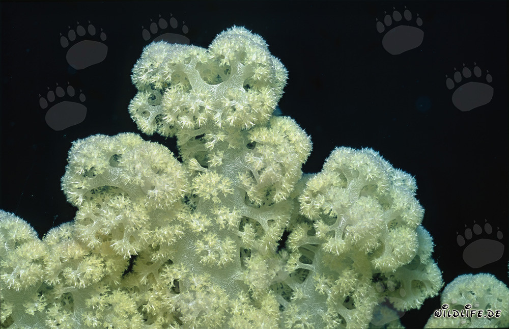 Descubra los fascinantes corales blandos en Fiji