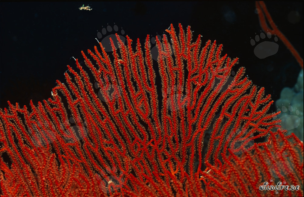 Fascinante Gorgonia Subergorgia mollis descubierta en el arrecife de coral