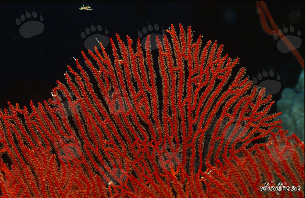 Affascinante Gorgonia Subergorgia mollis scoperta nella barriera corallina