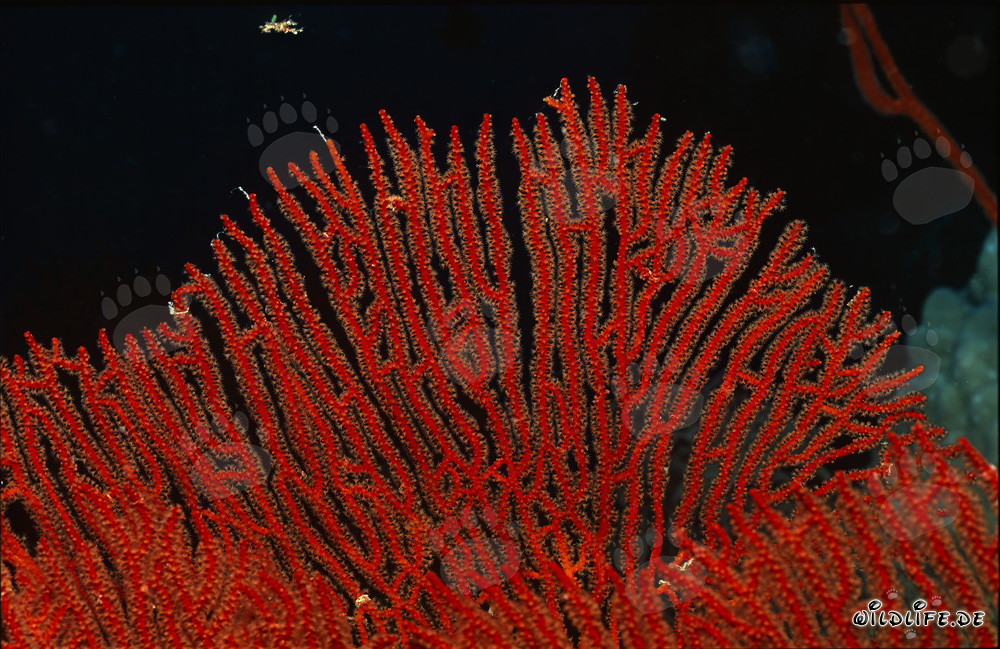 Discover the fascinating Gorgonian Sea Fan Subergorgia mollis in the coral reef