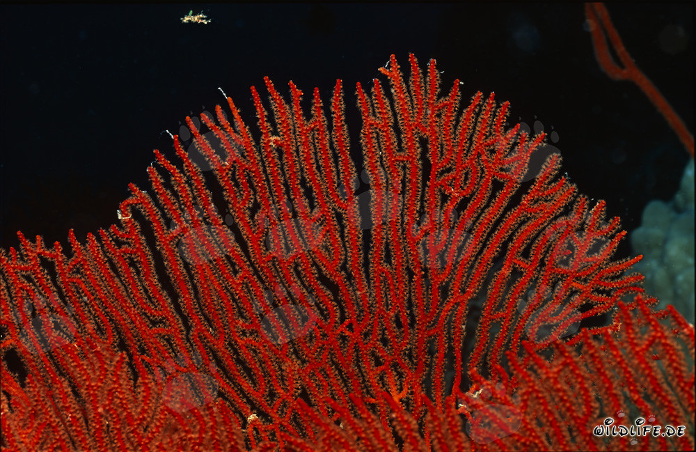 Faszinierende Gorgonie Subergorgia mollis im Korallenriff entdeckt