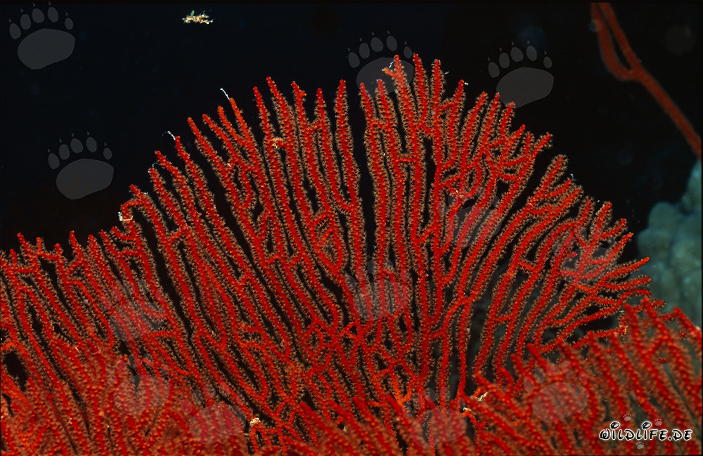 Découverte de la fascinante Gorgonie Subergorgia mollis dans le récif corallien