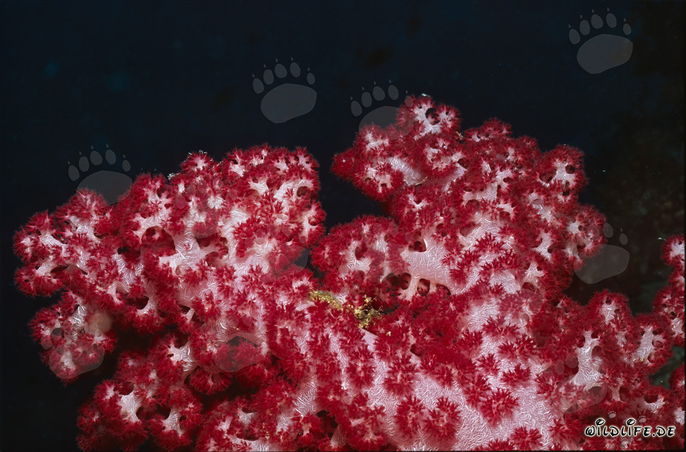 Corail mou rouge fascinant (Dendronephthya sp) dans un récif corallien tropical