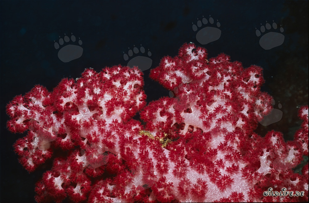 Fascinante coral blando rojo (Dendronephthya sp) en el arrecife de coral tropical
