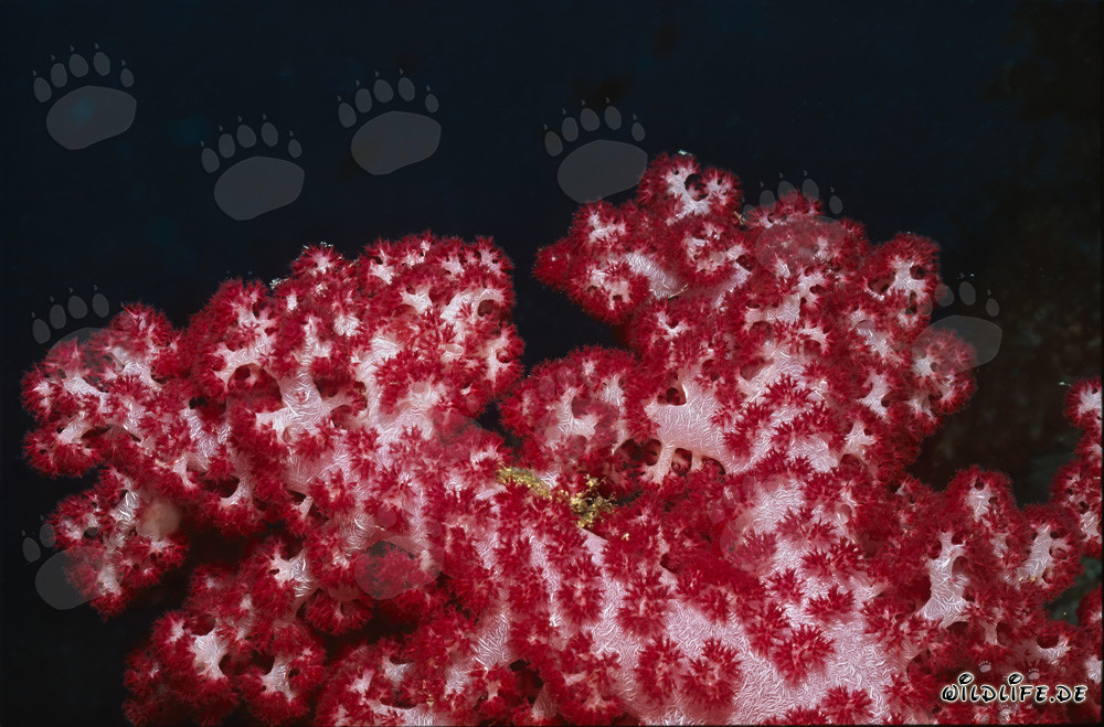 Affascinante corallo molle rosso (Dendronephthya sp) nella barriera corallina tropicale