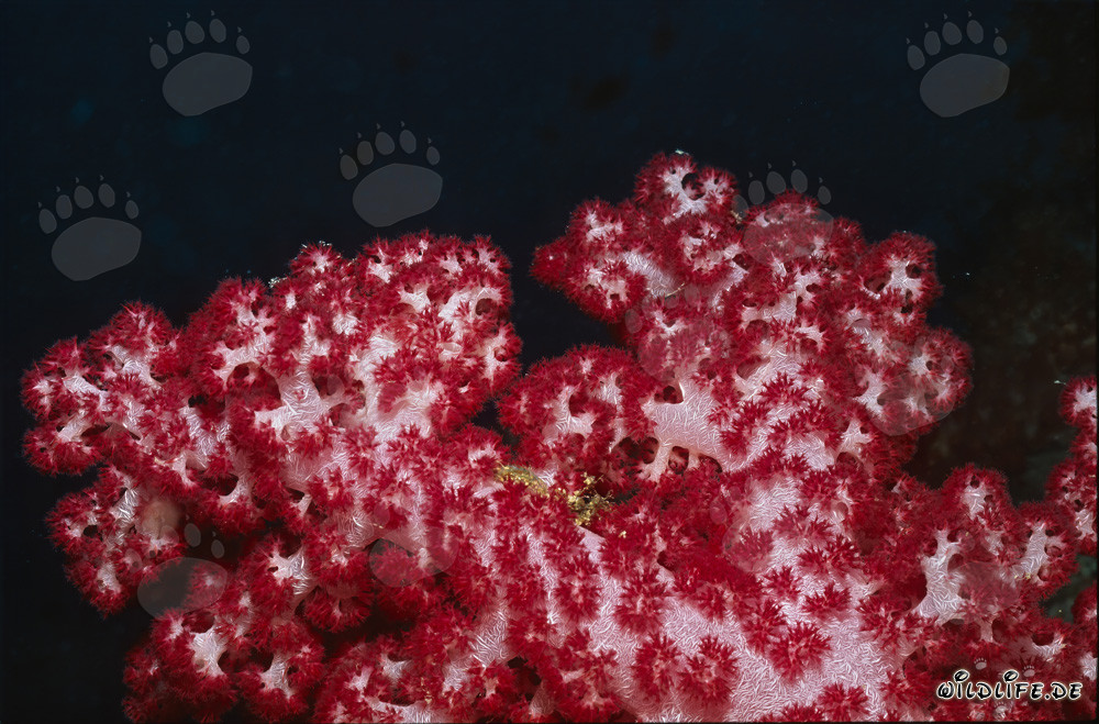Fascinating red soft coral (Dendronephthya sp) in a tropical coral reef