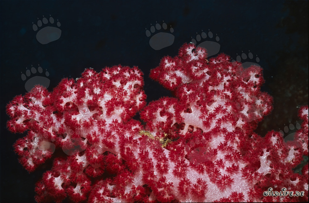 Faszinierende rote Weichkoralle (Dendronephthya sp) im tropischen Korallenriff