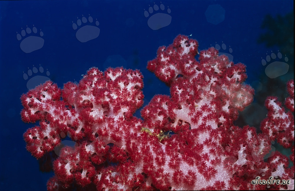 Coral blando rojo brillante en las aguas cristalinas del lago Beqa, Viti Levu, Fiyi