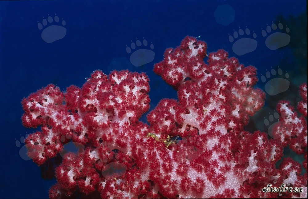 Corallo molle rosso brillante nelle acque cristalline della laguna di Beqa, Viti Levu, Figi