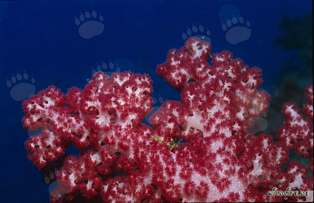 Leuchtend rote Weichkoralle im kristallklaren Wasser der Beqa Lagune, Viti Levu, Fiji