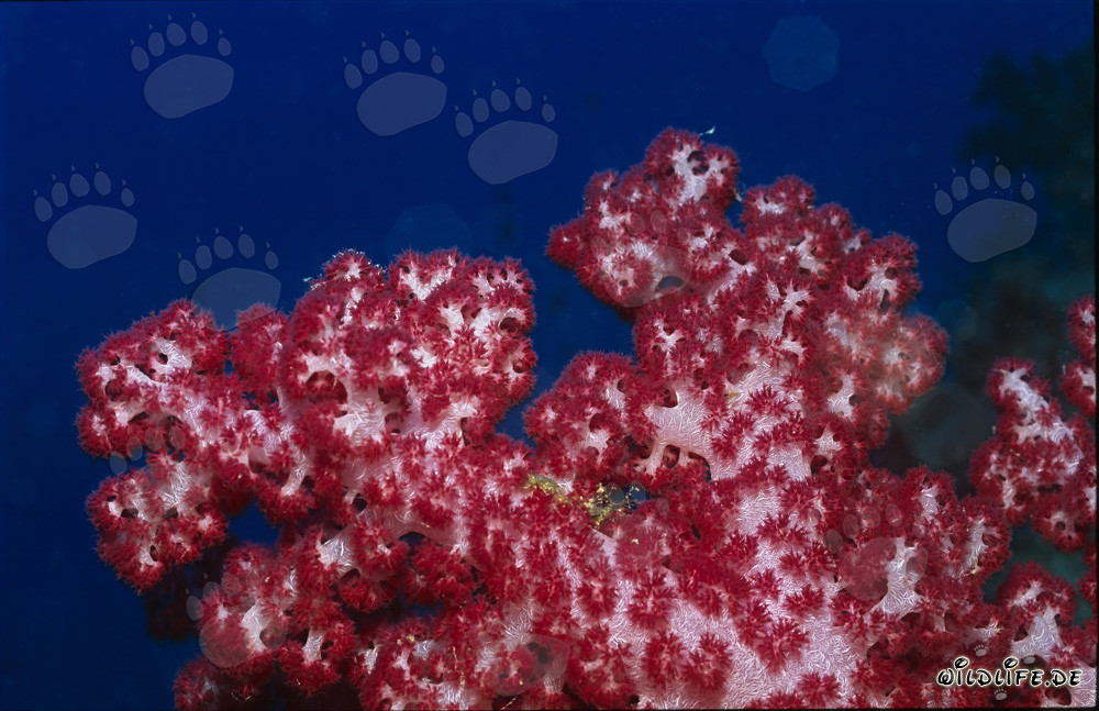 Vibrant red soft coral in the crystal-clear waters of Beqa Lagoon, Viti Levu, Fiji